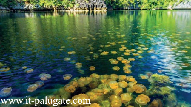 Wisata Danau Ubur-Ubur Pesona Danau Jernih Di Muna