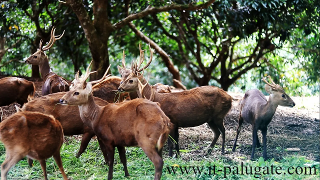 Wisata Penangkaran Rusa Bawean di Gresik Jawa Timur